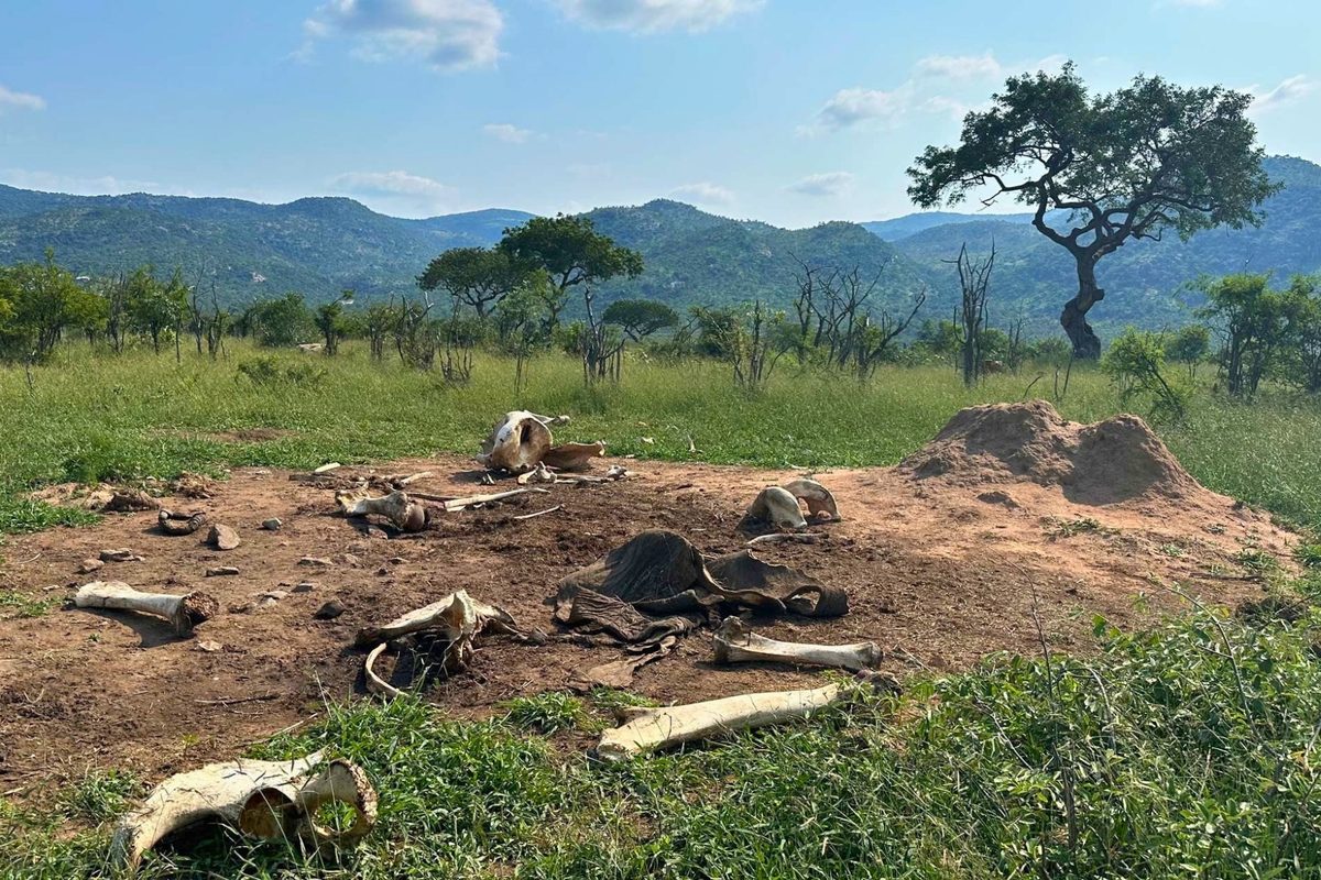“That's just insane.” Elephant dies in South Africa – and scientists are stunned at what happens next