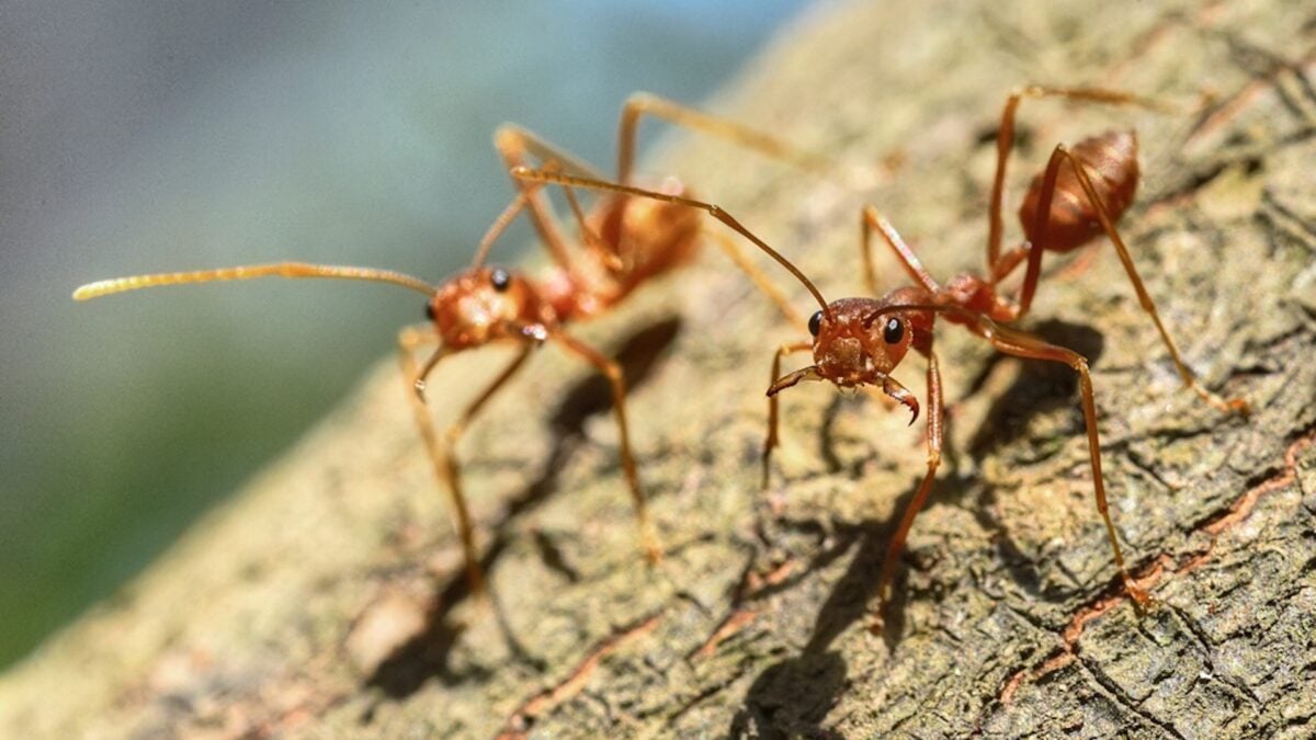 There Are 15,000 Ant Species on Earth. Blame the Asteroid That Killed the Dinosaurs Virus-like DNA Helped Ants Thrive After Age of the Dinosaurs