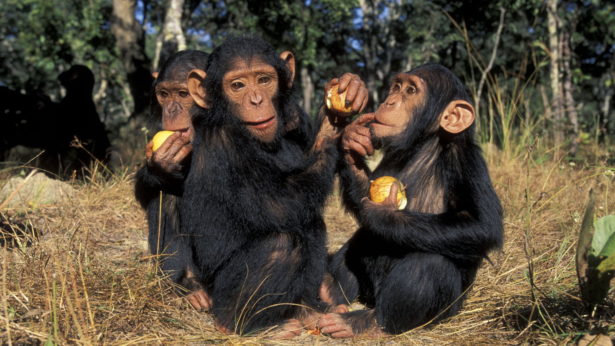 Tiny Genetic Tweak From An Ancient Virus Might've Prevented Chimpanzees From Developing Brains Like Ours : ScienceAlert