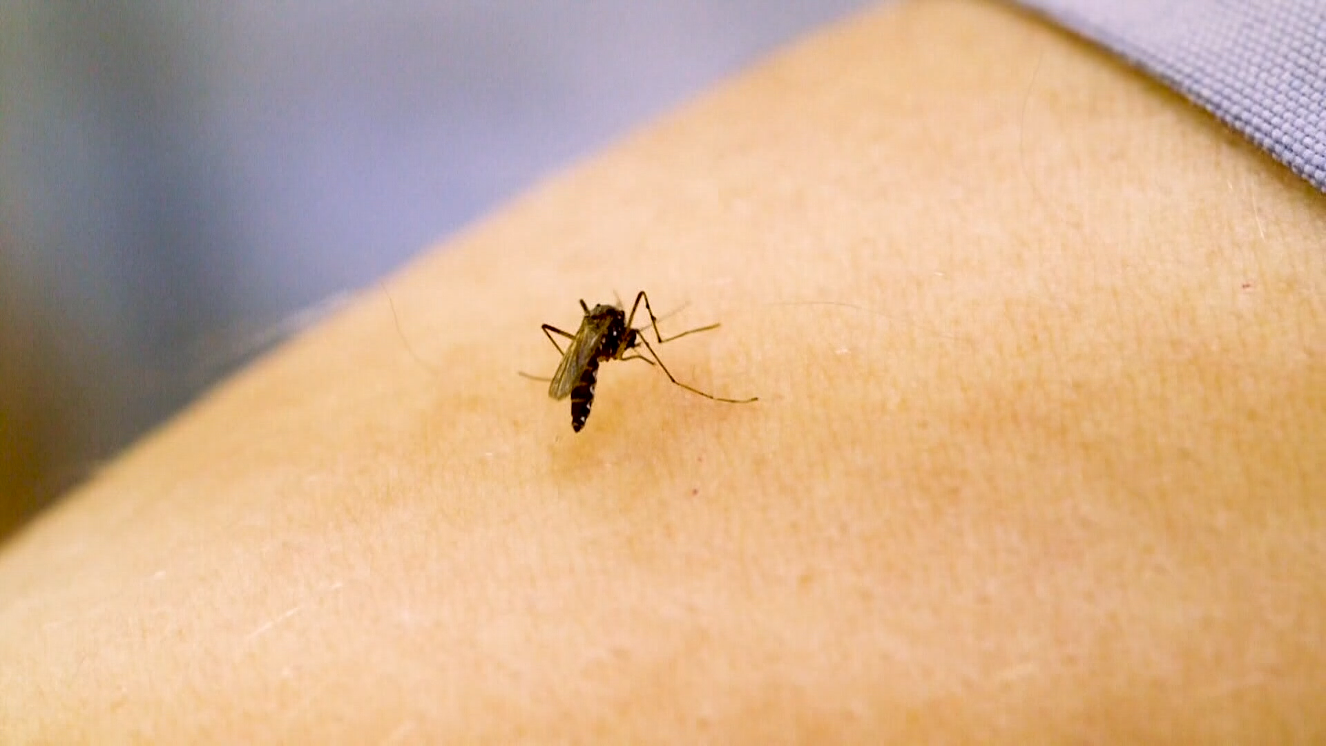 Two North Carolinians dead from West Nile Virus :: WRAL.com