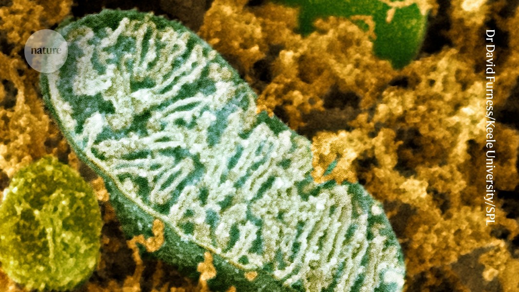 Unprecedented atlas explores mitochondria across the tree of life