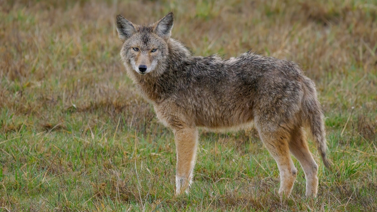 Viral wildlife video captures coyote launching itself into the air to snatch a pear off a tree