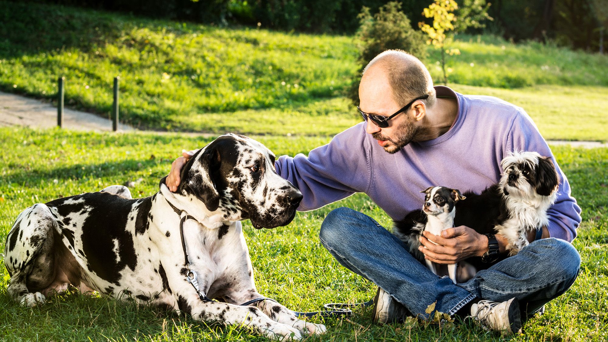 We may finally know why big dogs die younger than smaller ones