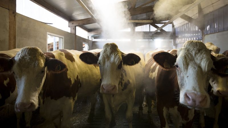 What is Shamonda, the livestock virus found for the first time in a person in France?