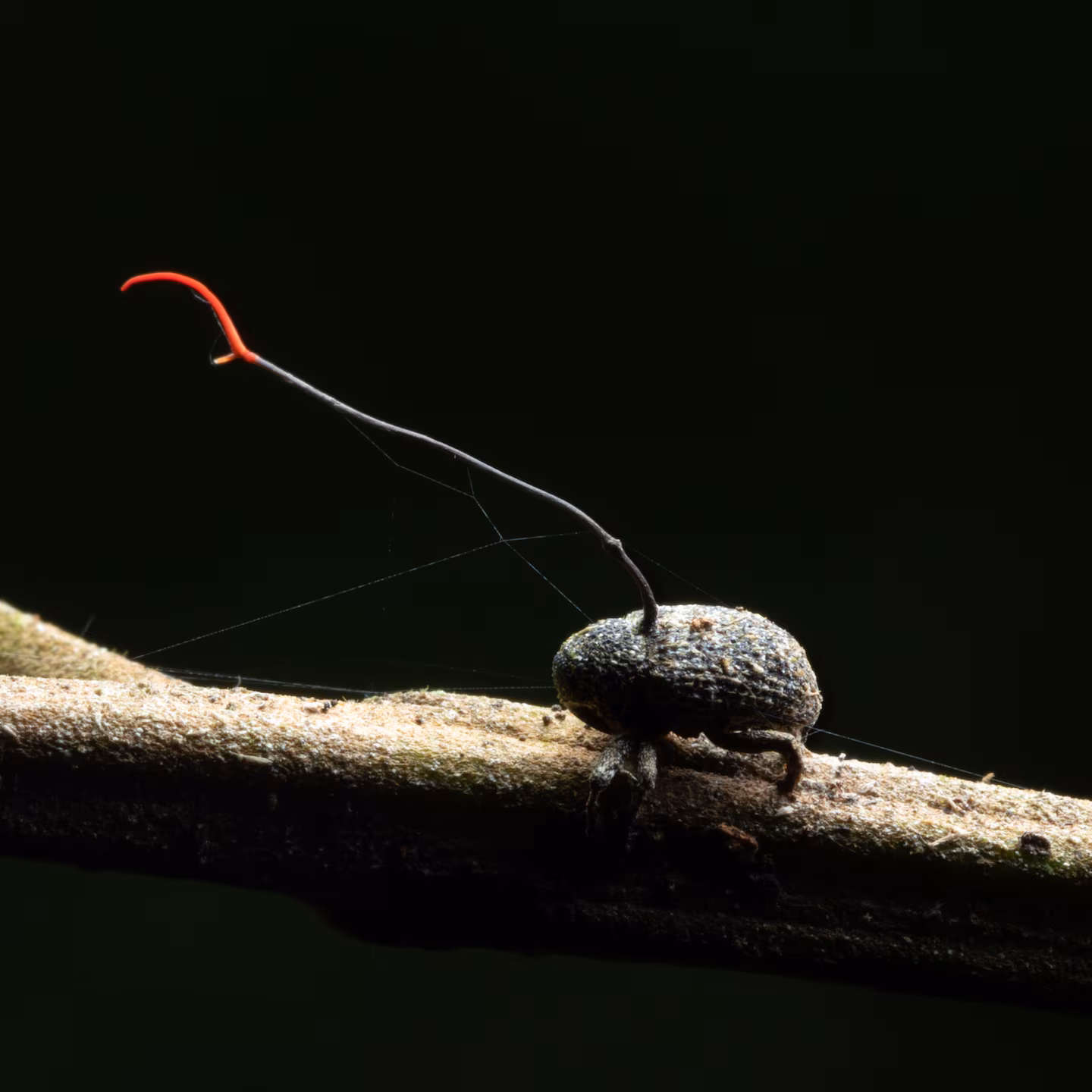 What parasites, fungi and zombies have in common