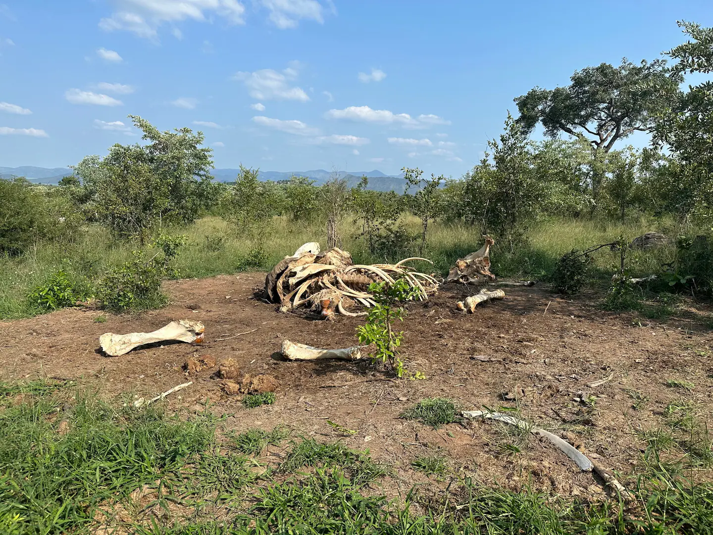 When an elephant dies, its body marks the landscape for a decade