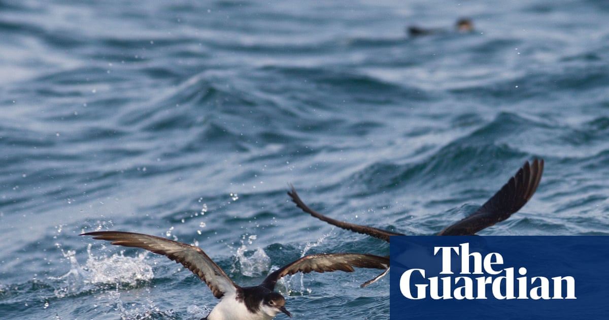 Why jet lag throws even foraging seabirds off course | Science