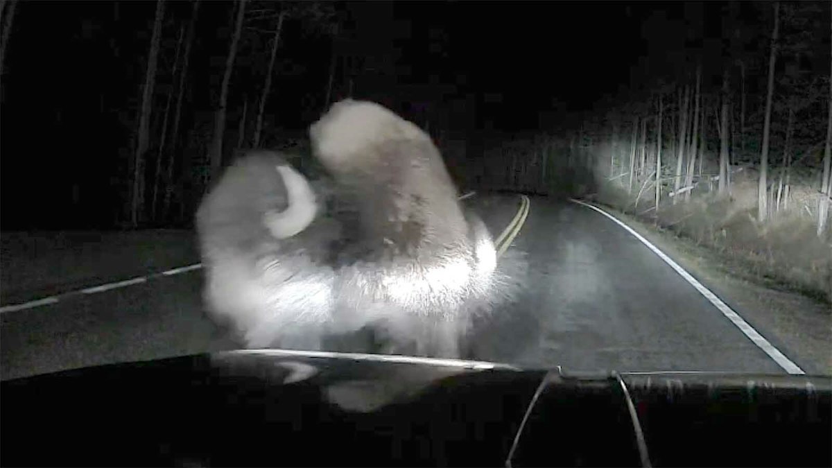 Yellowstone Mechanic Stops So He Doesn't Hit Bull Bison, Bison Hits Him Anyway