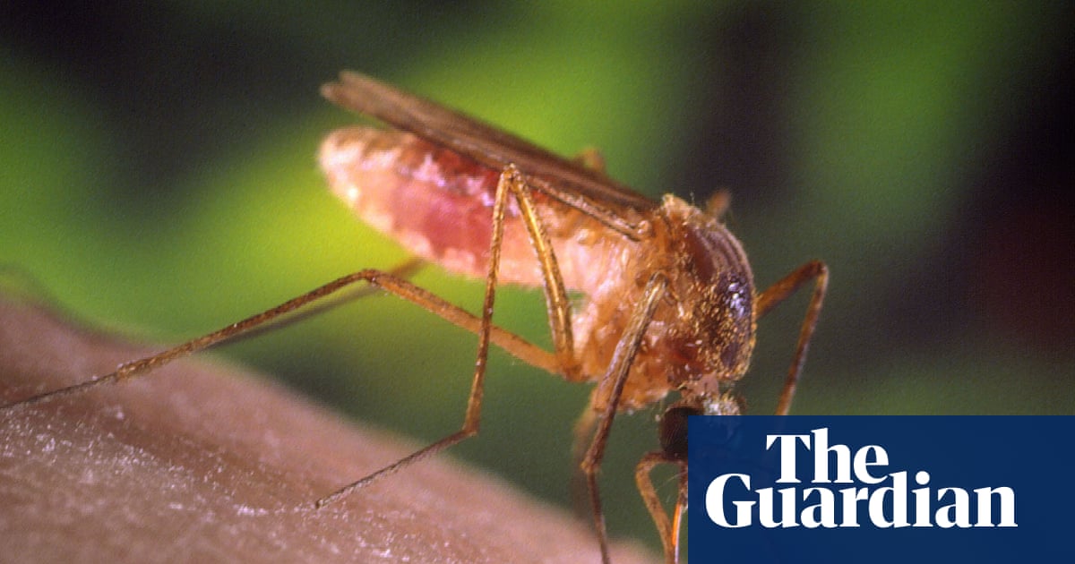 ‘A living hell’: how Los Angeles got taken over by mosquitoes | Los Angeles